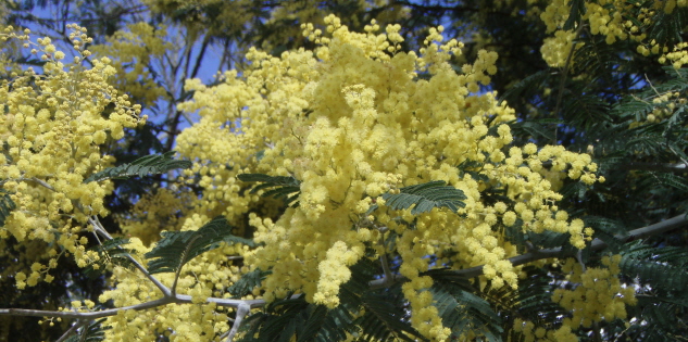 Australian Wattle