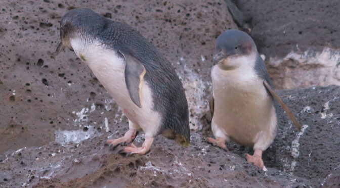 St Kilda Penguin Series_0
